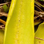 Pinguicula lutea Leaf