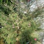 Leptospermum scoparium आदत