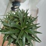 Dyckia brevifolia Лист