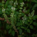 Ocimum americanum Цвят