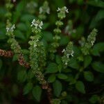 Ocimum americanum Λουλούδι