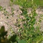 Lespedeza cuneata 葉