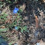 Nemophila menziesii Flor