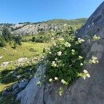 Potentilla alchimilloides Floare