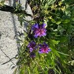 Penstemon procerus Çiçek