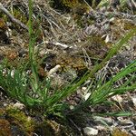 Leucanthemum graminifolium Hoja