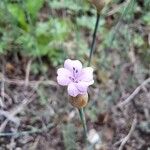 Petrorhagia proliferaFlower