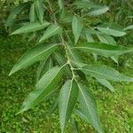 Salix eriocephala Blatt