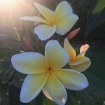 Plumeria rubraFlower