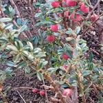 Cotoneaster microphyllus 叶