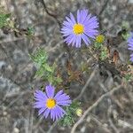 Symphyotrichum oblongifolium 花