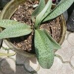 Ledebouria kirkii List