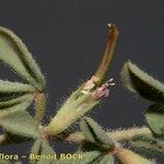 Lotus glinoides Fruit