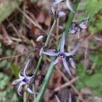 Petromarula pinnata Blüte