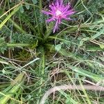 Cirsium acaule Pokrój