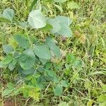 Crotalaria pallida Leaf