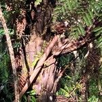 Cyathea glauca Bark