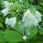 Hydrophyllum virginianum Flor
