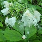 Hydrophyllum virginianum Flower