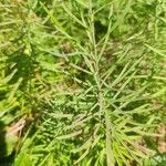 Linaria vulgaris Leaf