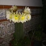 Echinopsis schickendantzii Corteza