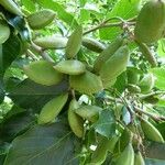 Pongamia pinnata Fruit