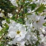Exochorda racemosa Blomst