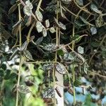 Hoya curtisii পাতা