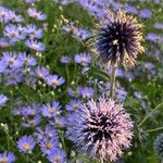 Echinops bannaticusVirág