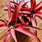 Aechmea recurvata Folha