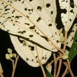 Miconia bubalina Leaf