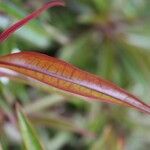 Foetidia mauritiana ᱥᱟᱠᱟᱢ