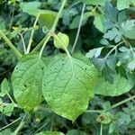 Physalis pubescens Hostoa