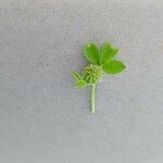 Trifolium glomeratum 果實