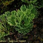 Lycopodium tristachyum Beste bat