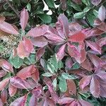 Photinia fraseri 整株植物