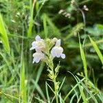 Linaria repensBlomst