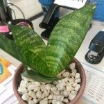 Sansevieria trifasciata পাতা