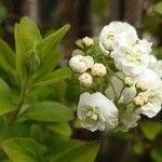 Spiraea cantoniensis Blüte
