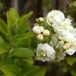 Spiraea cantoniensis Цвят