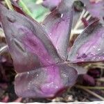 Oxalis triangularis Blatt