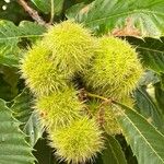 Castanea sativa Плод