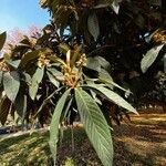 Eriobotrya japonica Likasa