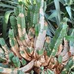 Euphorbia resinifera Habit