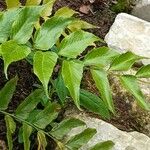 Cyrtomium falcatum Leaf