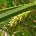 Carex distans Fruto