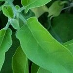 Physalis viscosa Blatt