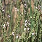 Verbena californica