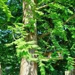 Metasequoia glyptostroboides ഇല