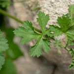 Erodium chium Leaf